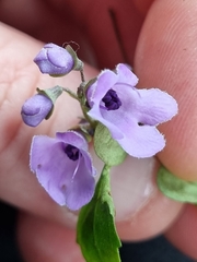 Prostanthera melissifolia