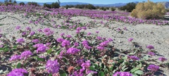 Abronia villosa villosa