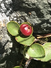 Gaultheria humifusa