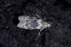 Izatha convulsella