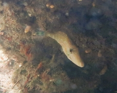 Meuschenia hippocrepis