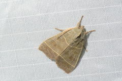 Ipimorpha pleonectusa