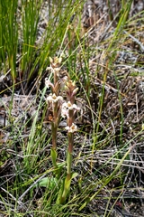 Satyrium stenopetalum