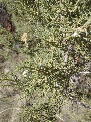 Juniperus monosperma