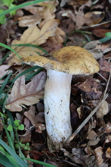 Russula grata