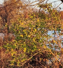 Ampelopsis glandulosa