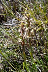 Satyrium stenopetalum