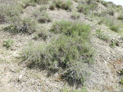 Gypsophila struthium