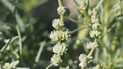 Oligomeris linifolia