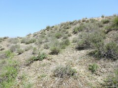 Gypsophila struthium