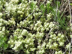 Teucrium gnaphalodes