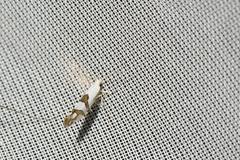 Argyresthia oreasella