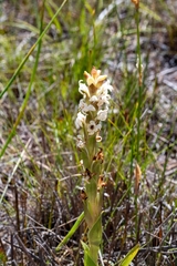 Satyrium stenopetalum