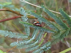 Calomela curtisi