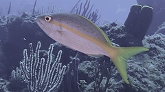 Ocyurus chrysurus