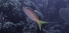 Ocyurus chrysurus