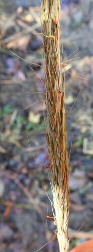 Short-beard Plumegrass (Erianthus brevibarbis)