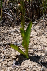Satyrium stenopetalum