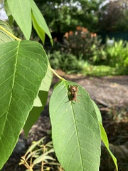 Polistes humilis humilis