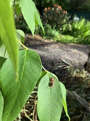 Polistes humilis humilis