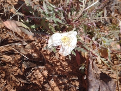 Oenothera pallida