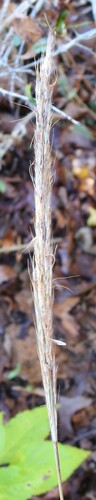 Image of Erianthus brevibarbis by (c) saltyhiker, some rights reserved (CC BY)