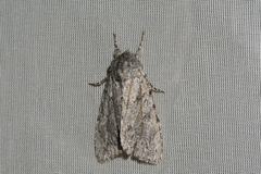 Acronicta impleta