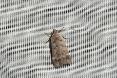 Anacampsis innocuella