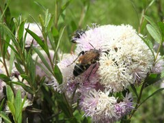 Campsomerinae