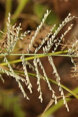 Leptochloa panicoides