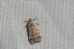Anacampsis innocuella
