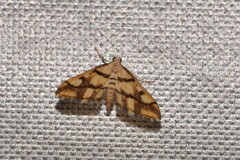 Aboetheta pteridonoma