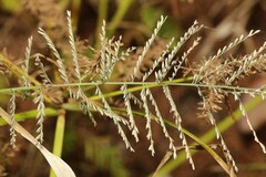 Leptochloa panicoides