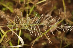 Leptochloa panicoides