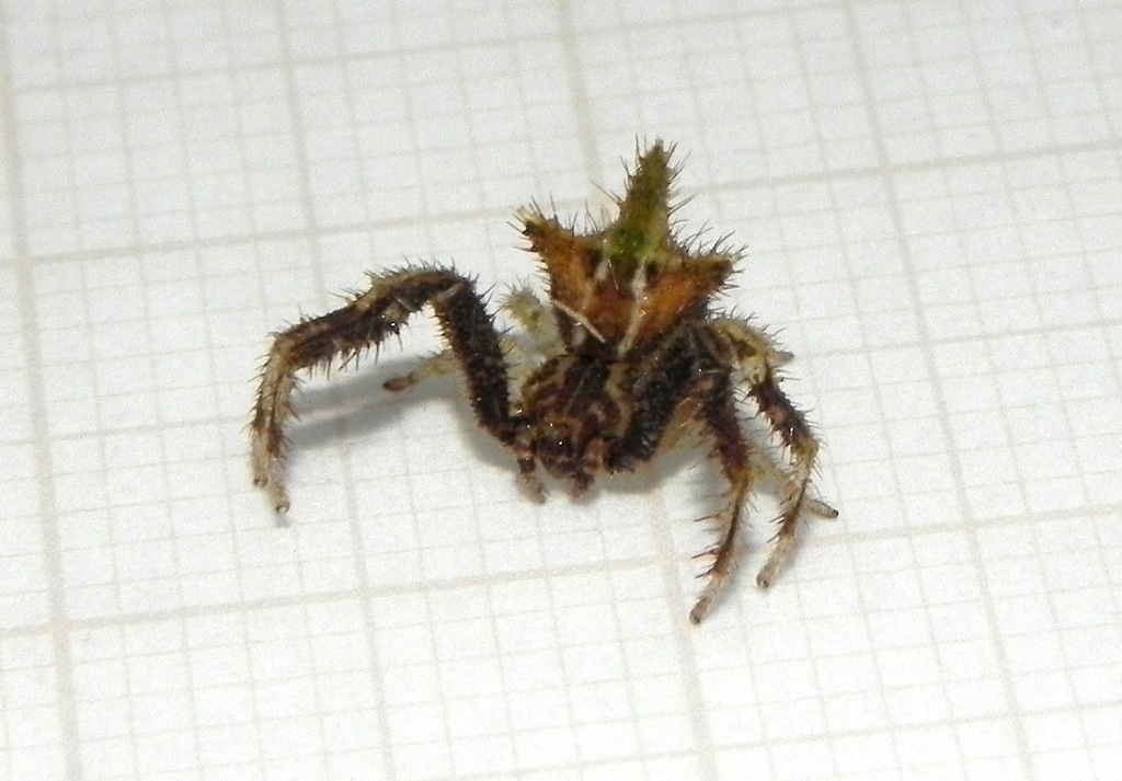 Epicadinus spinipes