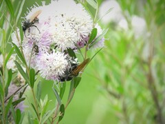 Campsomerinae