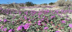Abronia villosa villosa