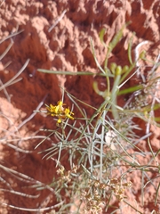 Gutierrezia microcephala