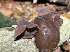 Auricularia auricula-judae