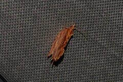 Glyphidoptera polymita