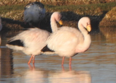 Phoenicoparrus jamesi