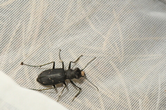 Cicindela longilabris