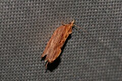 Glyphidoptera polymita