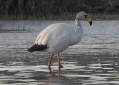 Phoenicoparrus jamesi