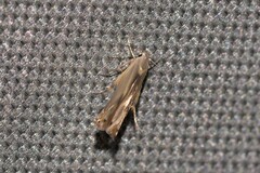 Thiotricha atractodes