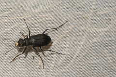 Cicindela longilabris