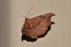 Corgatha ancistrodes