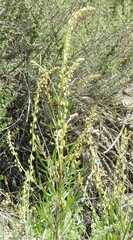 Reseda stricta