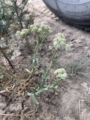 Lepidium appelianum