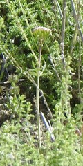 Centranthus calcitrapae